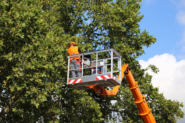 Best Tree and Shrub Care  in Sea Cliff, NY